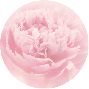 A close-up image of a delicate pink peony flower with multiple soft petals, presented in a whimsical pastel pink hue.