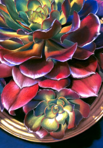 Colorful close-up of succulent plants with vibrant red and green leaves, artistically highlighted in a whimsical style, creating a lush and textured appearance.
