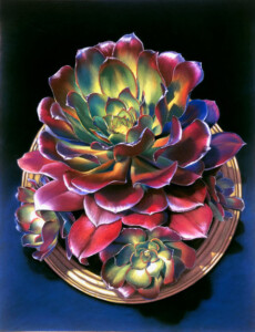 A whimsical artistic illustration of The Matriarch plant featuring lush, layered petals in shades of green, red, and purple, prominently highlighted against a dark blue background.