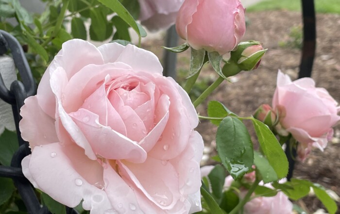 Close-up of a whimsical pink rose with dew drops on its petals, surrounded by rose buds and green leaves, with a black metal fence in the background.